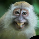 userAvatar